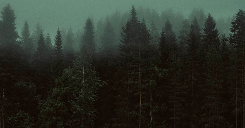 Skogen (The Forest)