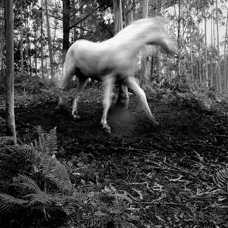 A black and white picture of a white horse, somewhat blurry by motion, in a forest. Fine art print by Nina Korhonen.