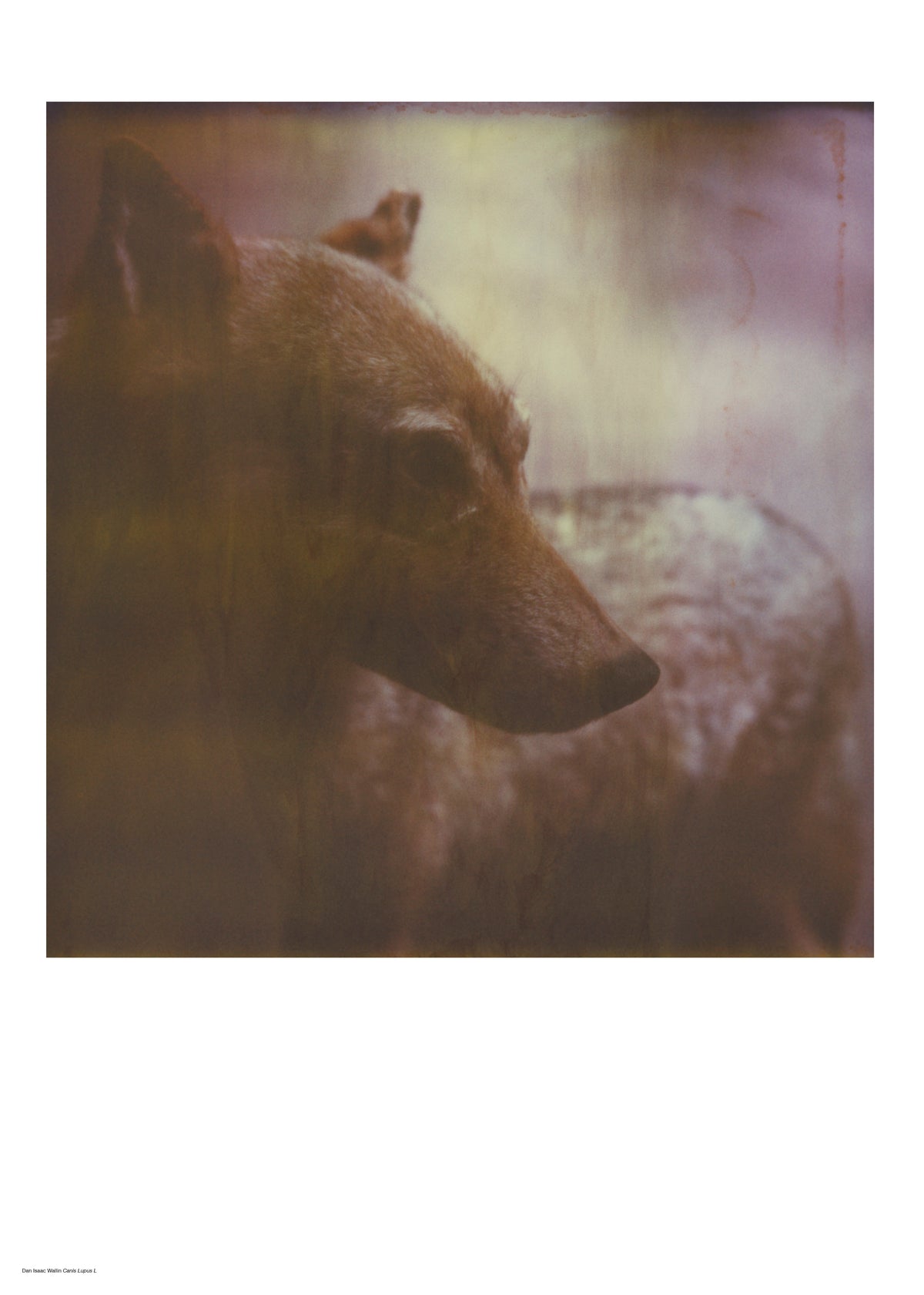 Photographer Dan Isaac Wallin – LINKIMAGE