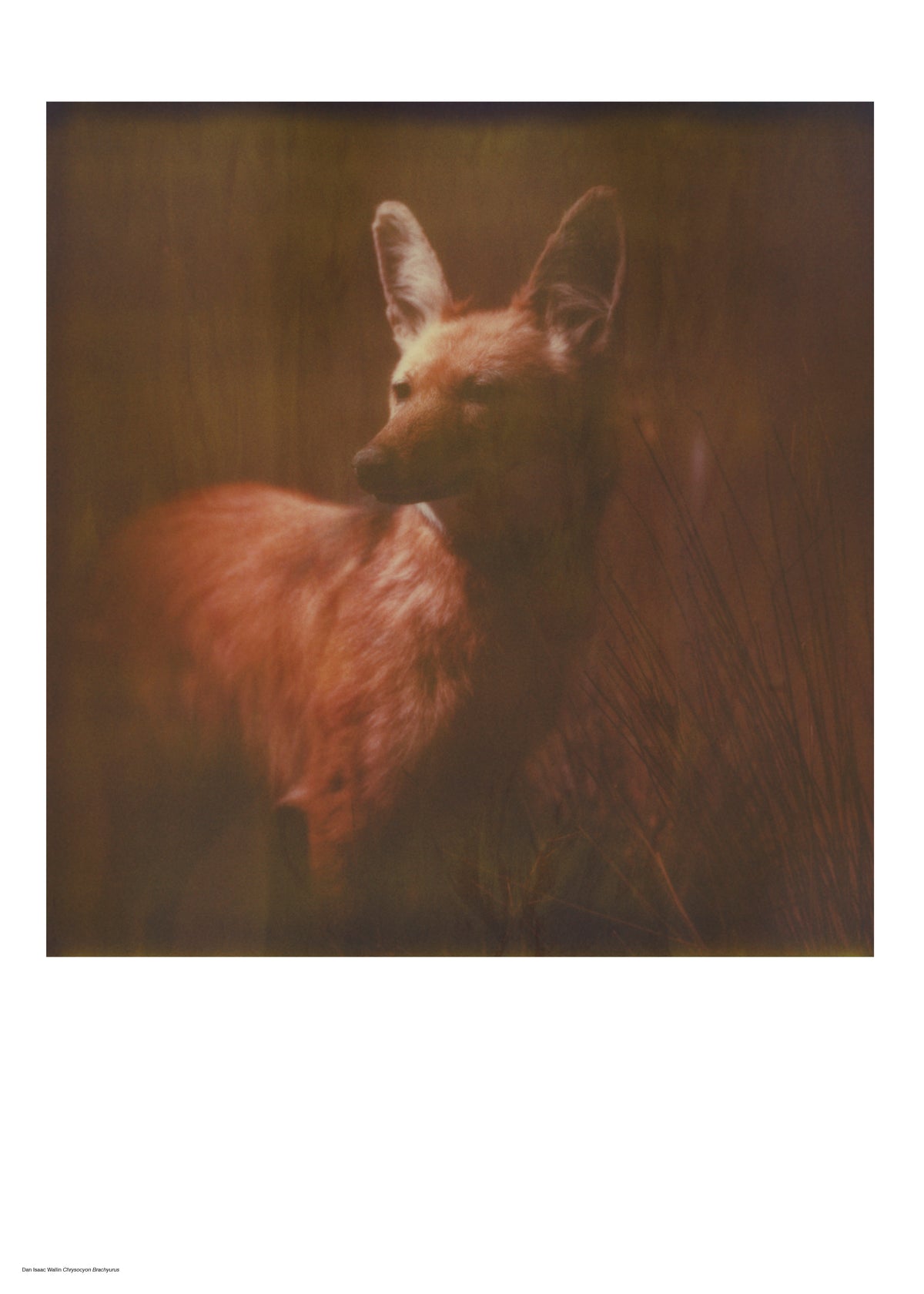 Photographer Dan Isaac Wallin – LINKIMAGE