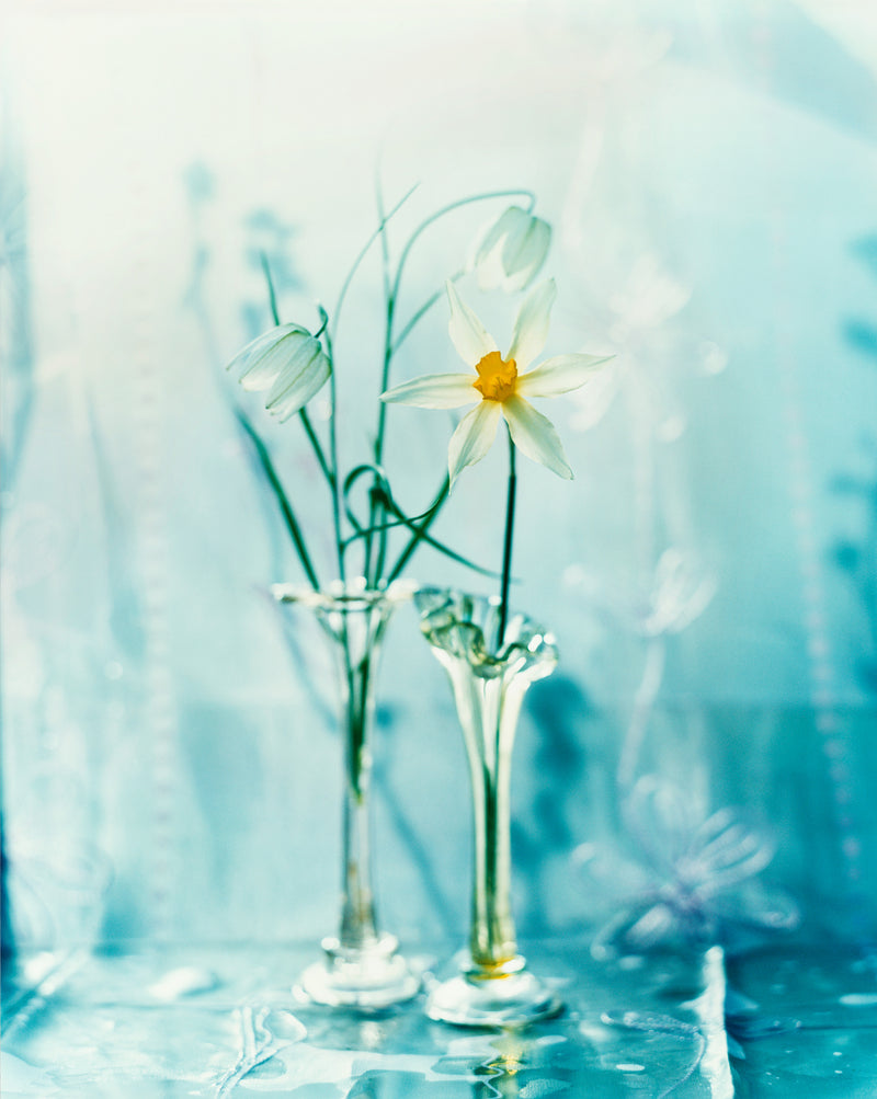 Two small glass vases with one flower in each, one white bell shaped flower and one white daffodil with a yellow  center. Flowers and vase against a light blue background, looking very crisp. 