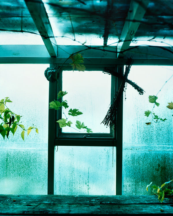Inside a greenhouse looking out, the glass is covered with moist, an ivy is growing from side to side. 