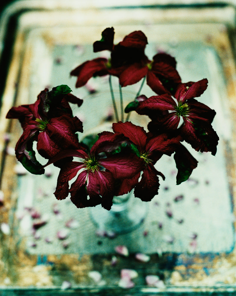 Blood red flowers in a vase seen slightly from above, on top of a table where flower petals are scattered.