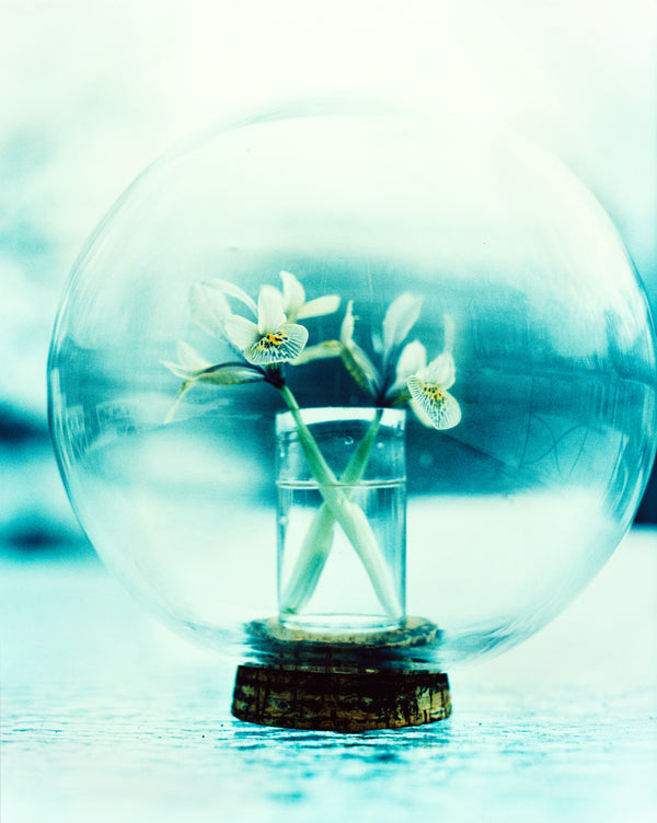 Tiny orchids in a small vase inside a glass ball. The image is all in ice blue and white. 