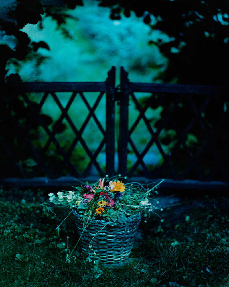 A basket of flowers in a garden, in front of a wooden gate that is in the shadow behind, and dark bushes on the side. It is dark as a summer evening, the light slightly bluish.