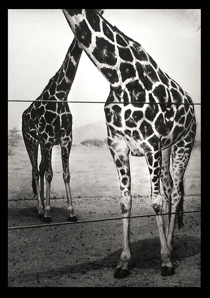 The Giraffes