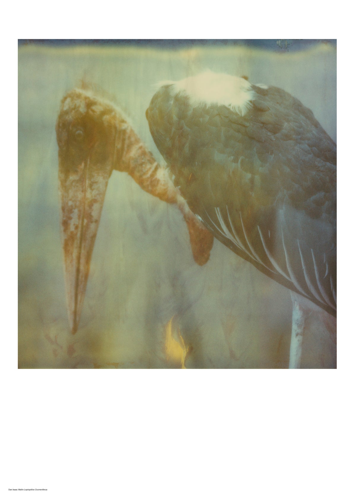 Photographer Dan Isaac Wallin – LINKIMAGE