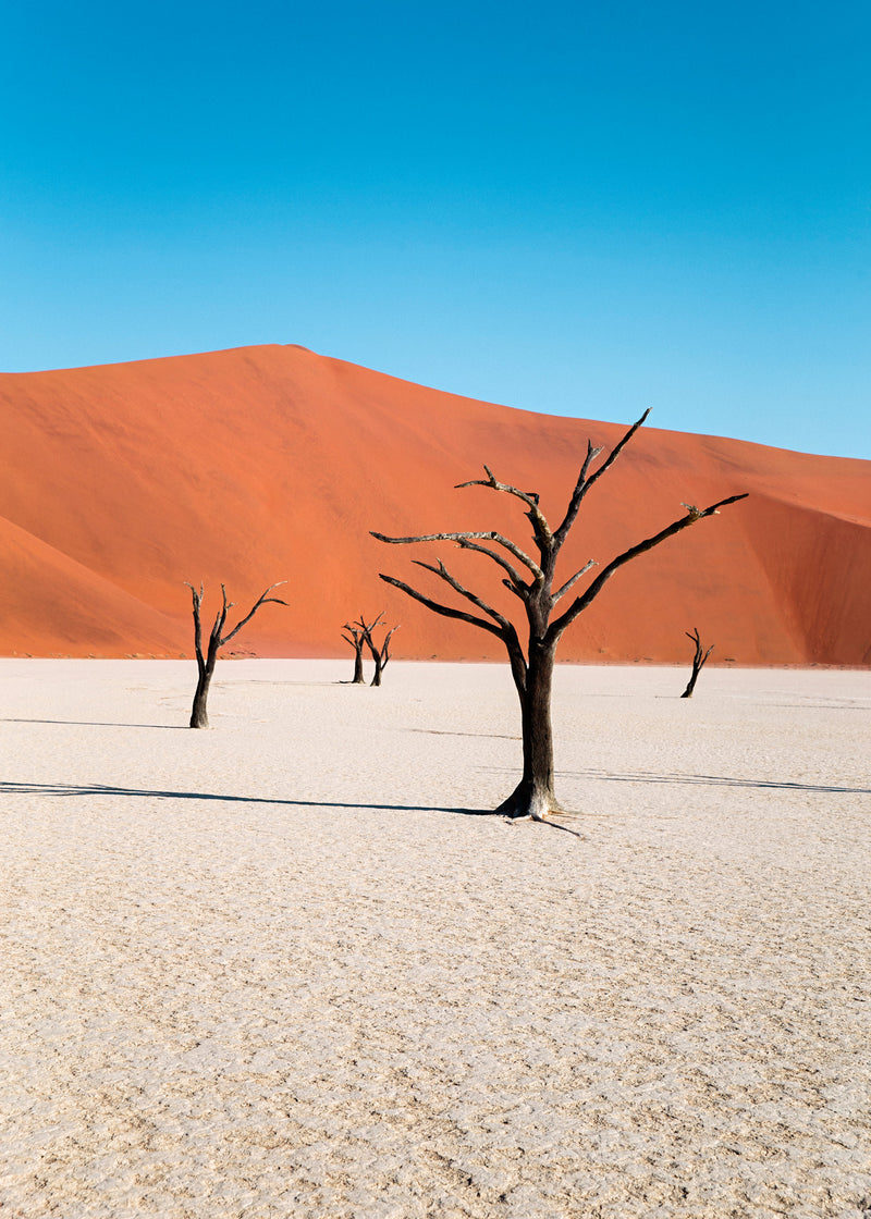Lone Tree, Namibia