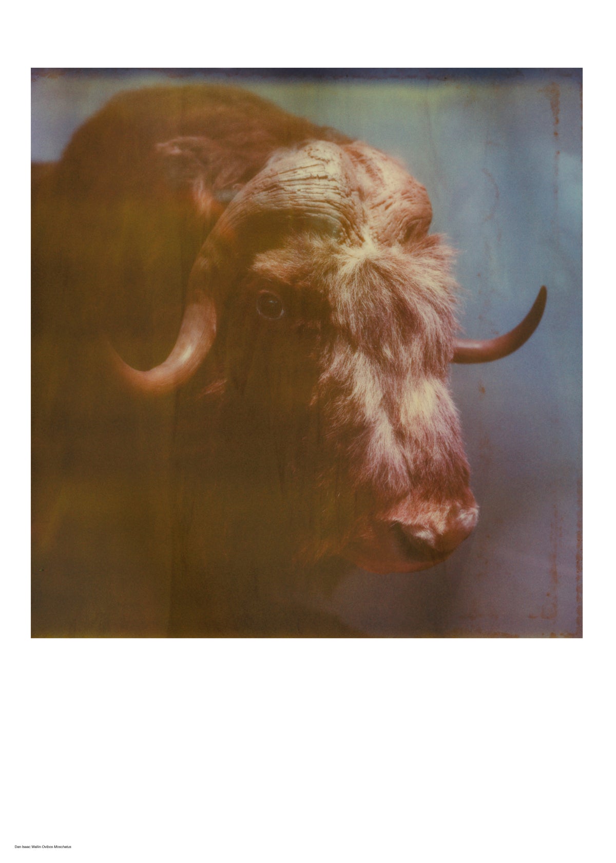 Photographer Dan Isaac Wallin – LINKIMAGE