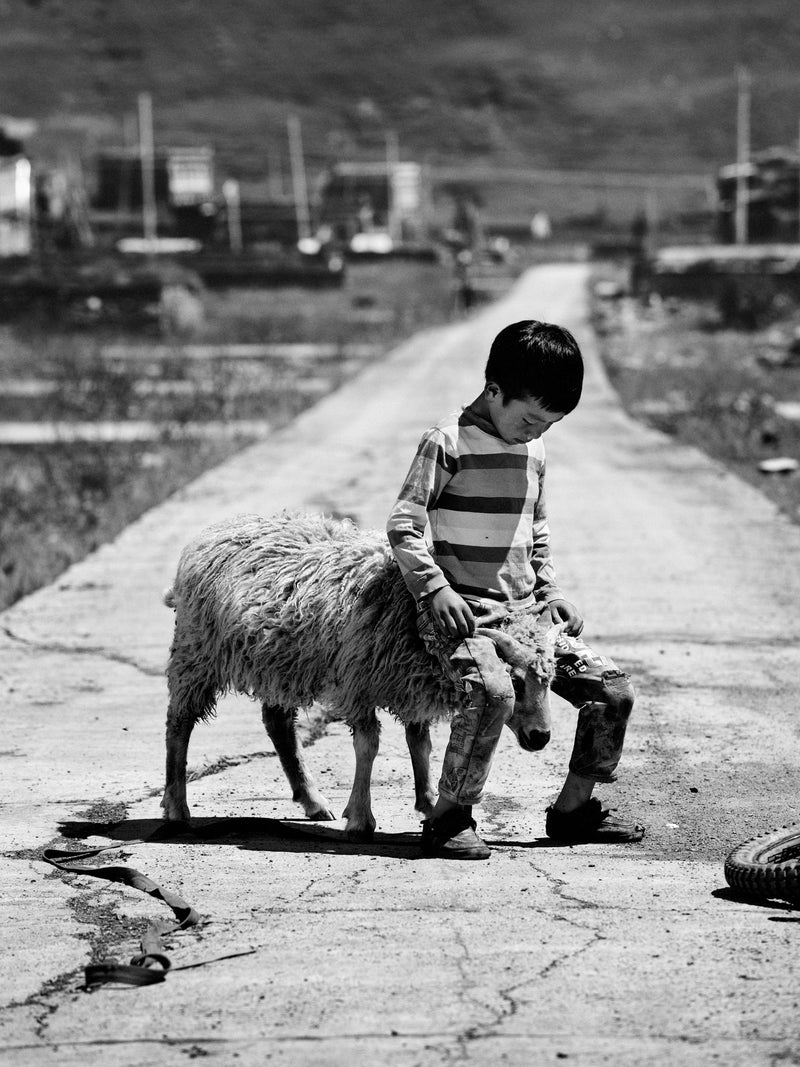 The Sheep and the Boy